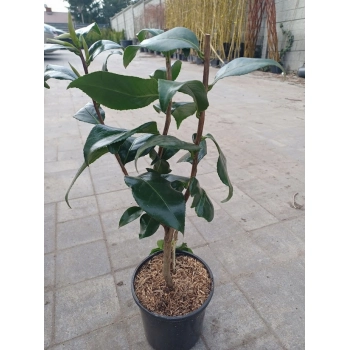 KAMELIA CAMELLIA biało żółta - sadzonki 50 / 80 cm